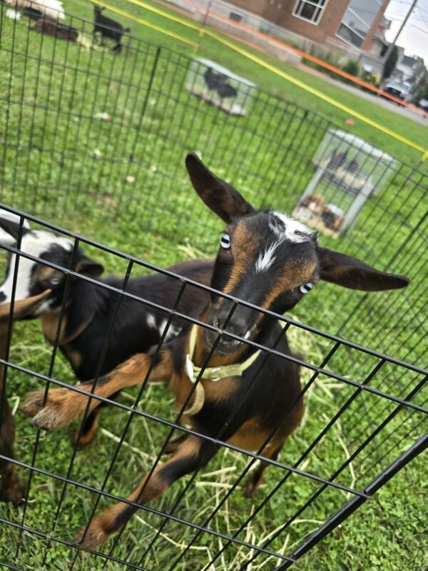 Petting zoo - Image 4