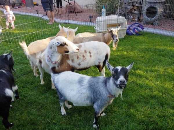 Petting zoo - Image 2